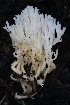  ( - FDS-CA-00970)  @11 [ ] by-nc (2024) Taye Bright Fungal Diversity Survey