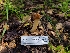  ( - FDS-CA-03545)  @11 [ ] by-nc (2024) Fresno Mycology Society Fungal Diversity Survey