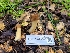  ( - FDS-CA-03545)  @11 [ ] by-nc (2024) Fresno Mycology Society Fungal Diversity Survey