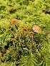  (Galerina sp. vittiformis-PNW10 - FDS-CA-02292)  @11 [ ] by (2024) Mandy Hackney Fungal Diversity Survey
