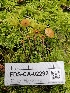  ( - FDS-CA-02292)  @11 [ ] by (2024) Mandy Hackney Fungal Diversity Survey