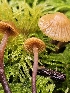  ( - FDS-CA-02292)  @11 [ ] by (2024) Mandy Hackney Fungal Diversity Survey