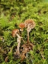  ( - FDS-CA-02296)  @11 [ ] by (2024) Mandy Hackney Fungal Diversity Survey