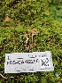  ( - FDS-CA-02296)  @11 [ ] by (2024) Mandy Hackney Fungal Diversity Survey