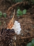  ( - FDS-CA-02201)  @11 [ ] by (2024) Mandy Hackney Fungal Diversity Survey