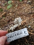  ( - FDS-CA-02201)  @11 [ ] by (2024) Mandy Hackney Fungal Diversity Survey