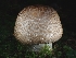  ( - FDS-CA-02146)  @11 [ ] by (2024) Mandy Hackney Fungal Diversity Survey