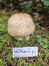  ( - FDS-CA-02146)  @11 [ ] by (2024) Mandy Hackney Fungal Diversity Survey