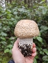  ( - FDS-CA-02146)  @11 [ ] by (2024) Mandy Hackney Fungal Diversity Survey