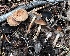  ( - HAY-F-005742)  @11 [ ] c (2023) Rudy Diaz Fungal Diversity Survey