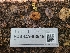  ( - FDS-CA-03549)  @11 [ ] by-nc (2024) Fresno Mycology Society Fungal Diversity Survey