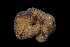  ( - FDS-CA-03549)  @11 [ ] by-nc (2024) Fresno Mycology Society Fungal Diversity Survey