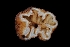  ( - FDS-CA-03549)  @11 [ ] by-nc (2024) Fresno Mycology Society Fungal Diversity Survey