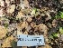  ( - FDS-CA-03550)  @11 [ ] by-nc (2024) Fresno Mycology Society Fungal Diversity Survey