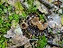  ( - FDS-CA-03550)  @11 [ ] by-nc (2024) Fresno Mycology Society Fungal Diversity Survey