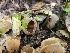  ( - FDS-CA-03550)  @11 [ ] by-nc (2024) Fresno Mycology Society Fungal Diversity Survey