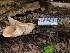  ( - FDS-CA-03553)  @11 [ ] by-nc (2024) Fresno Mycology Society Fungal Diversity Survey