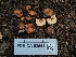  (Balsamia sp. CA02 - FDS-CA-03554)  @11 [ ] by-nc (2024) Fresno Mycology Society Fungal Diversity Survey