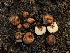  ( - FDS-CA-03554)  @11 [ ] by-nc (2024) Fresno Mycology Society Fungal Diversity Survey