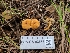  ( - FDS-CA-03556)  @11 [ ] by-nc (2024) Fresno Mycology Society Fungal Diversity Survey
