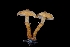  ( - FDS-CA-03556)  @11 [ ] by-nc (2024) Fresno Mycology Society Fungal Diversity Survey