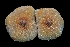  ( - FDS-CA-03556)  @11 [ ] by-nc (2024) Fresno Mycology Society Fungal Diversity Survey