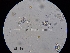  ( - FDS-CA-03554)  @11 [ ] by-nc (2024) Fresno Mycology Society Fungal Diversity Survey