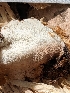  (Antrodiella sp. IN02 - FDS-CA-03726)  @11 [ ] by-nc (2024) Stu Pickell Fungal Diversity Survey