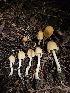  ( - FDS-CA-02215)  @11 [ ] by (2024) Mandy Hackney Fungal Diversity Survey