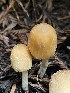  ( - FDS-CA-02215)  @11 [ ] by (2024) Mandy Hackney Fungal Diversity Survey
