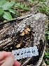  ( - FDS-CA-02204)  @11 [ ] by (2024) Mandy Hackney Fungal Diversity Survey