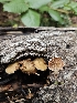 ( - FDS-CA-02204)  @11 [ ] by (2024) Mandy Hackney Fungal Diversity Survey