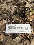  ( - FDS-CA-00069)  @11 [ ] by-nc (2024) Dean Lyons Fungal Diversity Survey