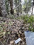  ( - FDS-CA-00069)  @11 [ ] by-nc (2024) Dean Lyons Fungal Diversity Survey