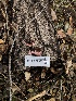  ( - FDS-CA-03301)  @11 [ ] by (2024) Justin Paulin Fungal Diversity Survey