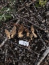  ( - FDS-CA-03303)  @11 [ ] by (2024) Justin Paulin Fungal Diversity Survey