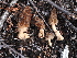 ( - FDS-CA-03303)  @11 [ ] by (2024) Justin Paulin Fungal Diversity Survey