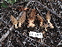  ( - FDS-CA-03303)  @11 [ ] by (2024) Justin Paulin Fungal Diversity Survey