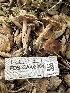  (Inocybe sp. CA75 - FDS-CA-02004)  @11 [ ] by-nc (2024) Bat Vardeh Fungal Diversity Survey