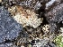  ( - FDS-CA-02010)  @11 [ ] by-nc (2024) Bat Vardeh Fungal Diversity Survey