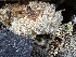  ( - FDS-CA-02010)  @11 [ ] by-nc (2024) Bat Vardeh Fungal Diversity Survey