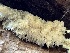  ( - FDS-CA-02010)  @11 [ ] by-nc (2024) Bat Vardeh Fungal Diversity Survey