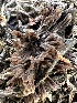  ( - FDS-CA-02064)  @11 [ ] by-nc (2024) Bat Vardeh Fungal Diversity Survey