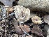  ( - FDS-CA-02066)  @11 [ ] by-nc (2024) Bat Vardeh Fungal Diversity Survey