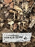  ( - FDS-CA-02066)  @11 [ ] by-nc (2024) Bat Vardeh Fungal Diversity Survey
