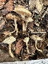  ( - FDS-CA-02066)  @11 [ ] by-nc (2024) Bat Vardeh Fungal Diversity Survey
