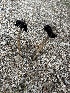  ( - FDS-CA-02074)  @11 [ ] by-nc (2024) Bat Vardeh Fungal Diversity Survey