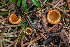  ( - FDS-CA-00069)  @11 [ ] by-nc (2024) Dean Lyons Fungal Diversity Survey