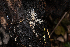  ( - FDS-CA-00074)  @11 [ ] by-nc (2024) Dean Lyons Fungal Diversity Survey