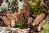  ( - FDS-CA-00076)  @11 [ ] by-nc (2024) Dean Lyons Fungal Diversity Survey
